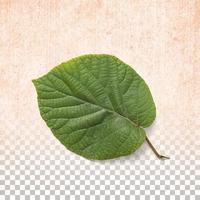 Fresh green leaf isolated on transparent background photo