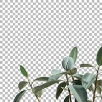 Close view fresh green plant background photo