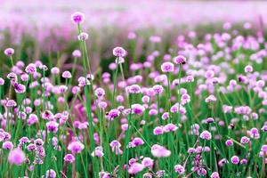 Pink wild flower fields.Beautiful growing and blooming in the nature,selective focus photo
