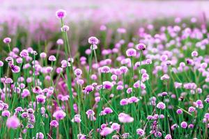 campos de flores silvestres rosas. hermoso crecimiento y floración en la naturaleza, enfoque selectivo foto