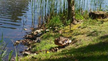 Brown mother duck and ducklings sit at edge of water in the grass on a sunny day