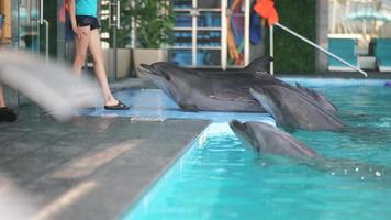 delfini a piscina lato obbedisce allenatore e rotoli al di sopra di poi scivoli indietro in acqua video