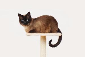 siamese cat resting on platform photo