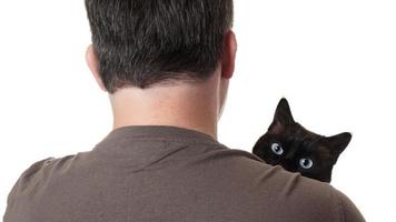cat peeking over shoulder photo