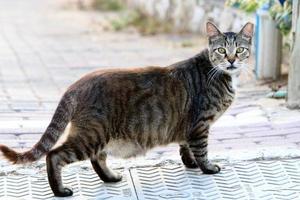 The domestic cat is a mammal of the cat family of the carnivora order. photo