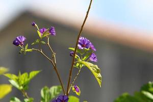 Summer flowers in a city park in northern Israel. photo