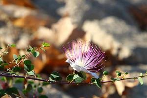 Summer flowers in a city park in northern Israel. photo