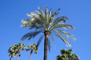 palm trees against blue sky photo