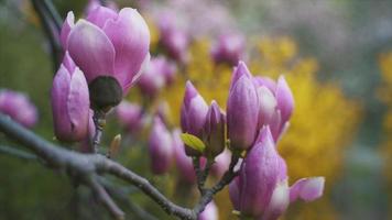 vista en movimiento lento de capullos rosas y flores en un árbol de magnolia video