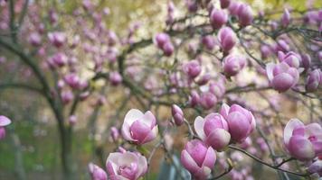 handheld close-up van gesloten magnoliabloei met verschuivende focus video