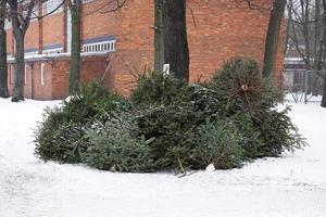 discarded christmas trees photo