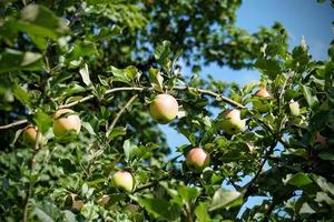 manzanas orgánicas que crecen en el manzano foto