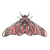 Colorful night butterfly, moth. Hand drawn illustration. vector