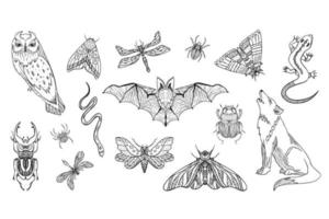 conjunto de animales místicos del bosque. símbolos sagrados de bestias mágicas. vector