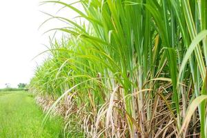 Sugarcane leaf in sugarcane fields in the rainy season, has greenery and freshness. Shows the fertility of the soil photo