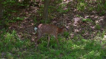 Spotted juvenile male red deer with antlers walks in a grassy area video