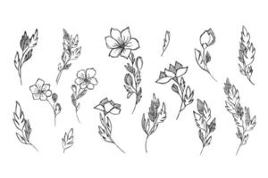 Set of delicate black and white sketch of a spring flower. Vector illustration in hand drawn style.