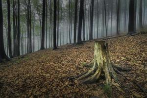 Spring beech forest photo