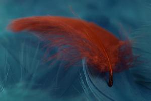 Macro view of one red feather photo