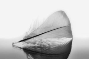 White lying feathers photo