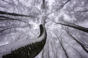 Winter tree crown photo