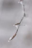 Closeup view of winter snow covered beech twig photo