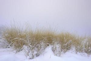 hierba del bosque cubierta de nieve fresca foto