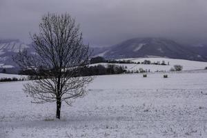 A lone tree photo