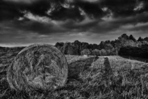 Silage on spring meadow photo