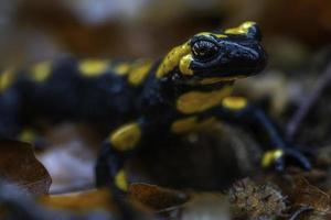 salamandra manchada en otoño foto