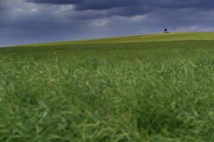 Summer view of field photo