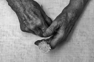 Senior woman hands and flower photo