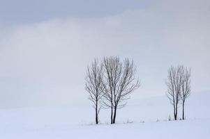 grupo de árboles en invierno foto