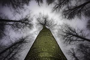 Spring tree crown photo