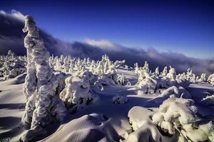 Winter landscape with trees photo