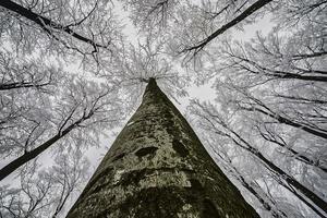 corona de arbol de invierno foto