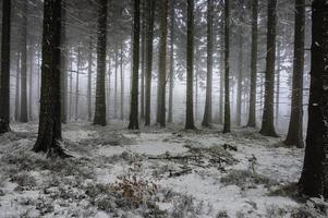 Winter spruce forest photo