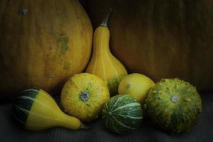 A group of different pumpkins photo