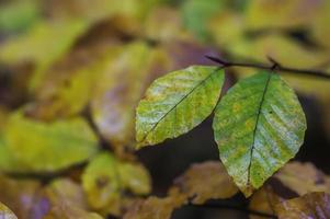 Two autumn leaves photo