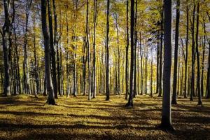 Autumn beech forest photo