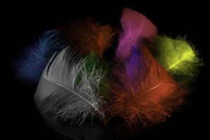 Close-up view of differently colored feathers photo