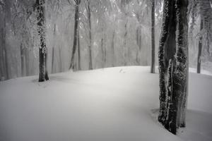 In the winter foggy beech forest photo