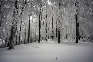 en el bosque de hayas de niebla de invierno foto