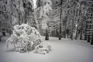 en el bosque de abetos de niebla de invierno foto