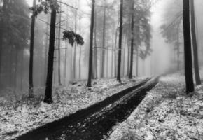 Forest path through winter beech forest photo