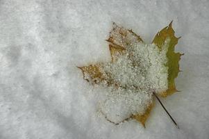 Leaf of autumn maple photo