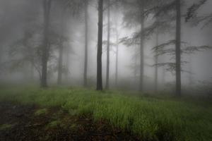 Summer beech forest photo