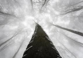 corona de arbol de invierno foto