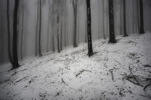 bosque de hayas de invierno con niebla foto