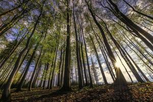 bosque de hayas de primavera foto